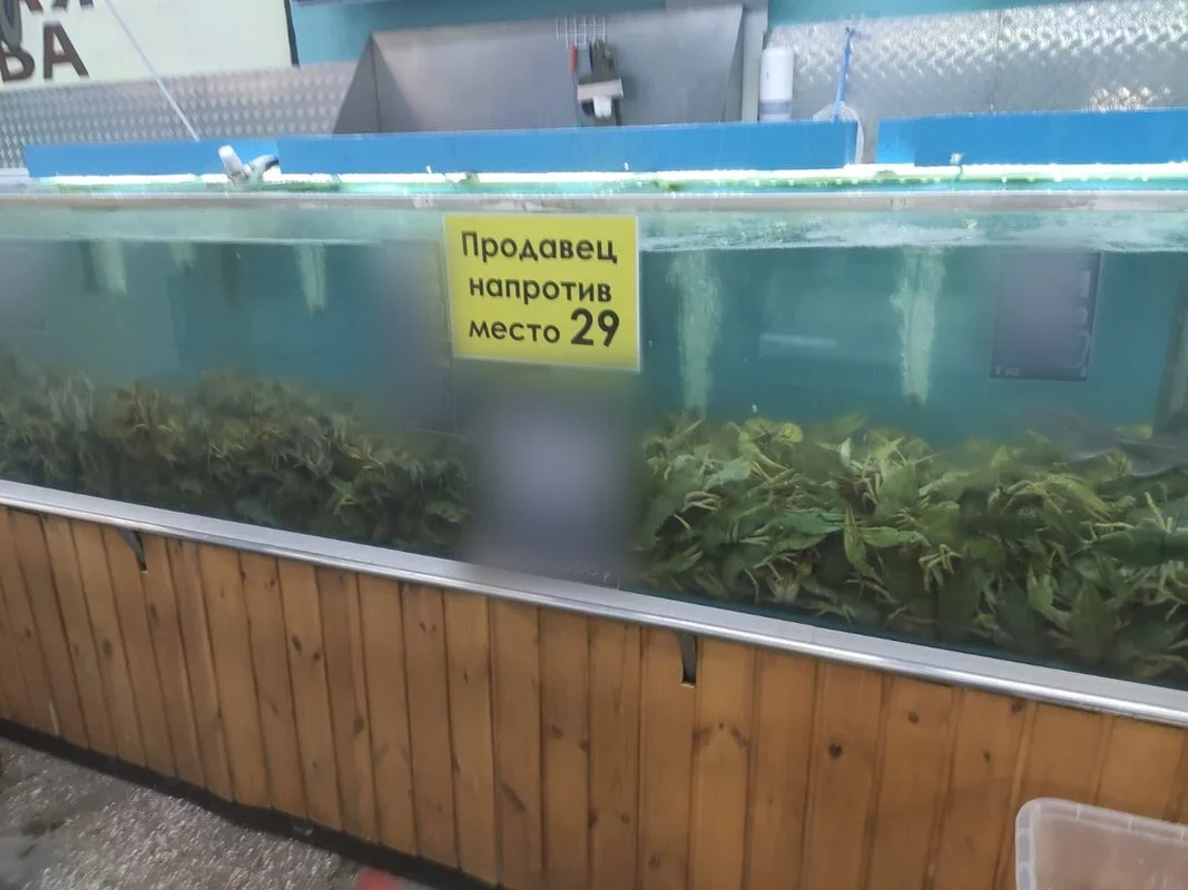 Живые раки в аквариуме