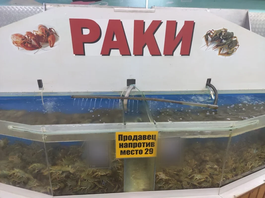 Аквариум с живыми раками